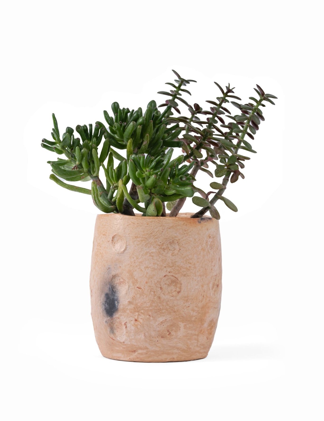 Basma, Pot of Sejnane - ZOUZ IN