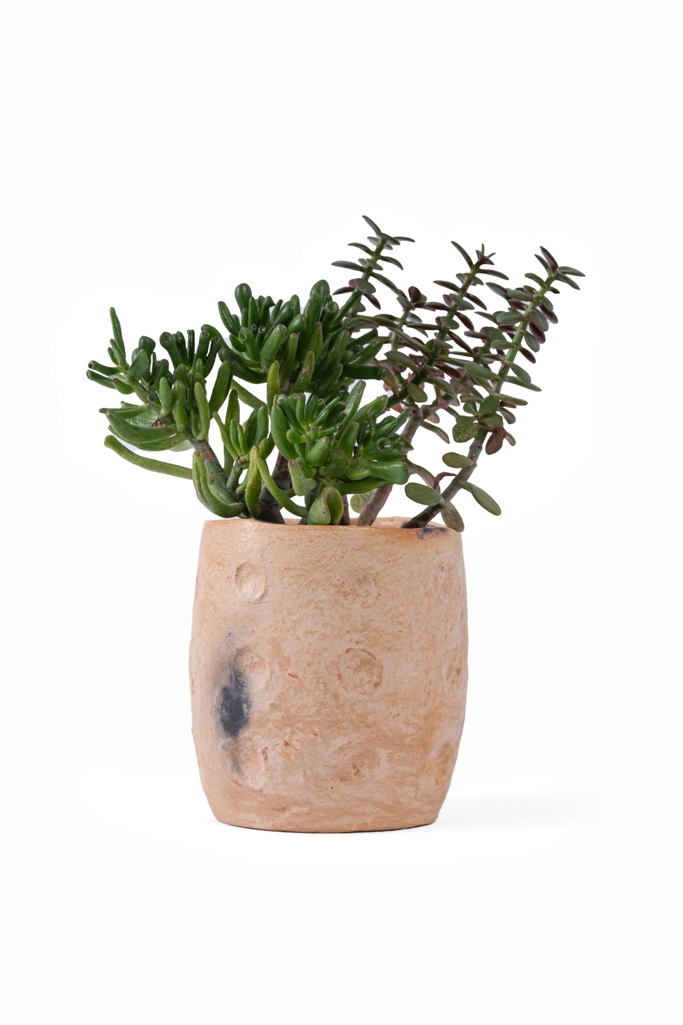 Basma, Pot of Sejnane - ZOUZ IN